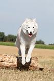 SIBERIAN HUSKY 056